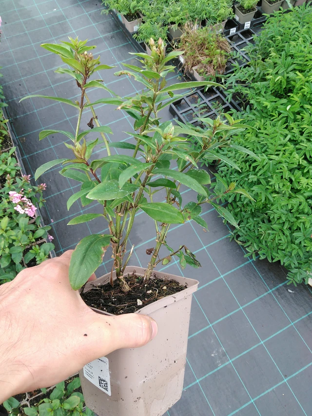 Flox Sweet Summer Melody - 28. 7. 2025