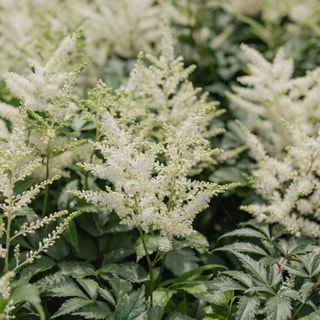 Astilbe Washington, Loukykvět