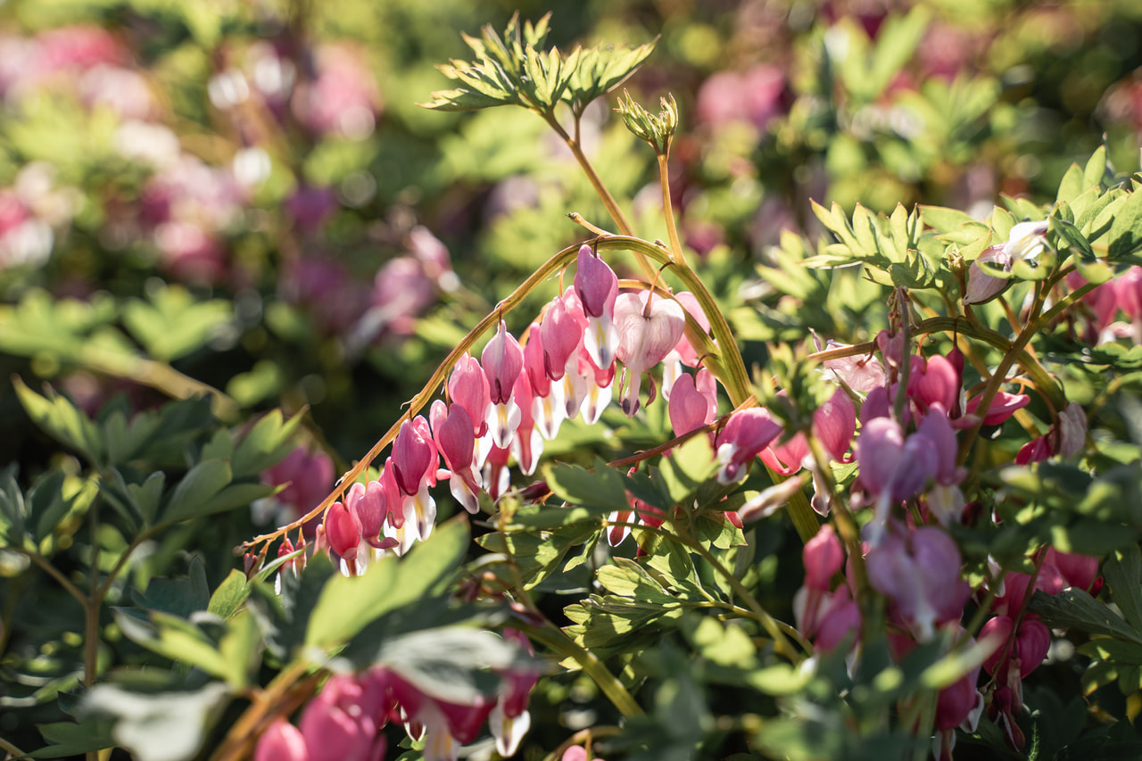 Szívvirág, Loukykvět