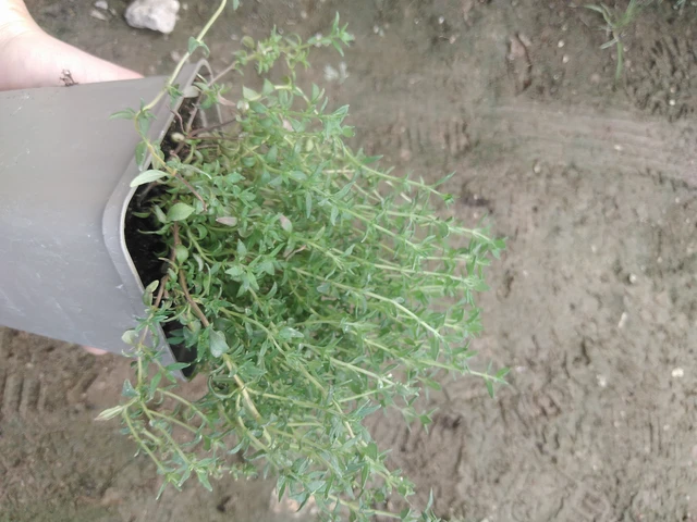 Timjami German Winter - 17. 7. 2025