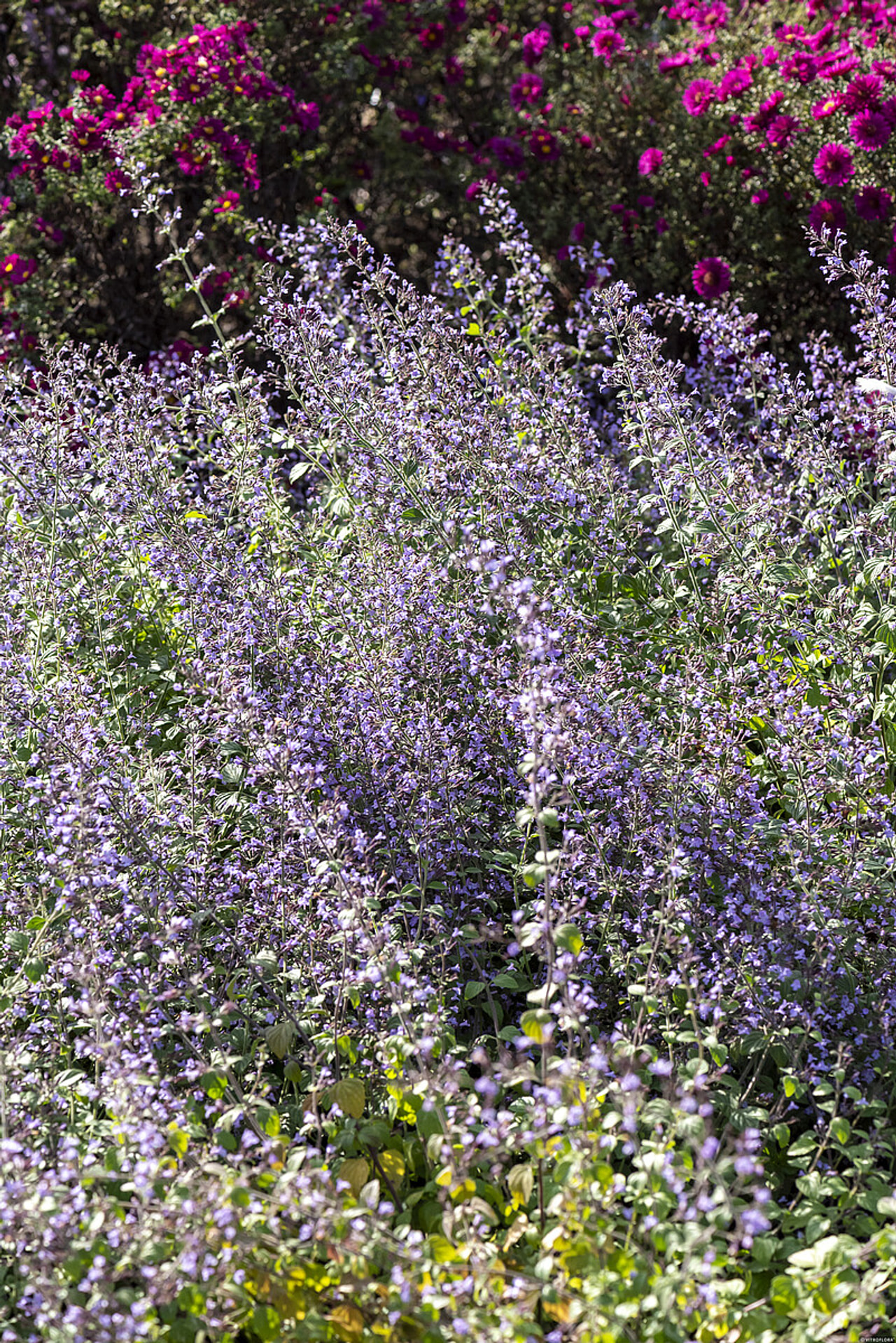 Marulka lékařská Blue Cloud, Loukykvět