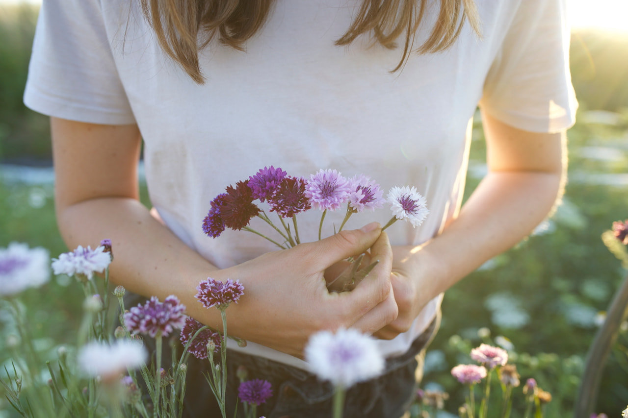 Chrpa Classic Magic, Loukykvět