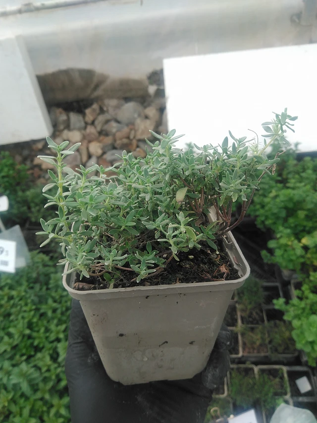 Timjami Pompom - 10. 9. 2025