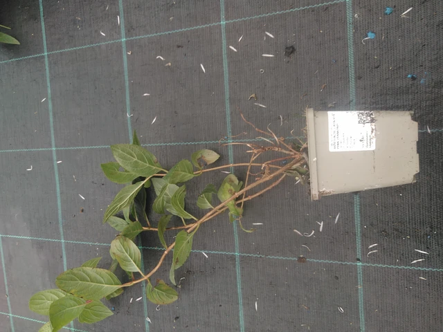 Hortensia Pink Diamond - 10. 10. 2025