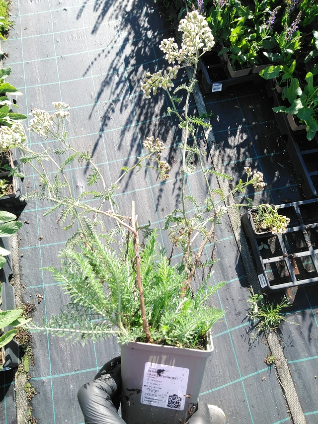 Řebříček Lachsschönheit - 19. 8. 2025