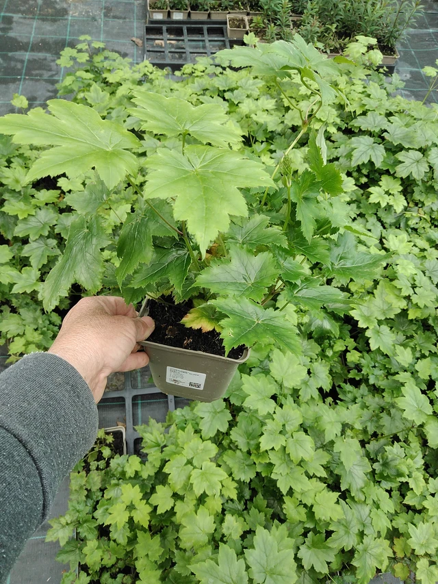 Ploštičník Silver Dance - 9. 6. 2025