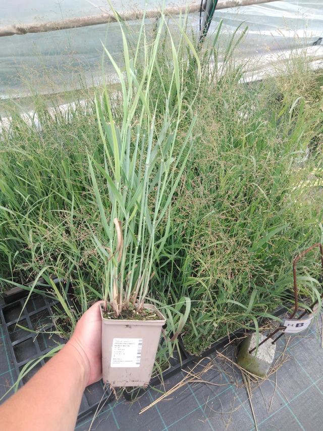 Hirssi Heavy Metal - 2024