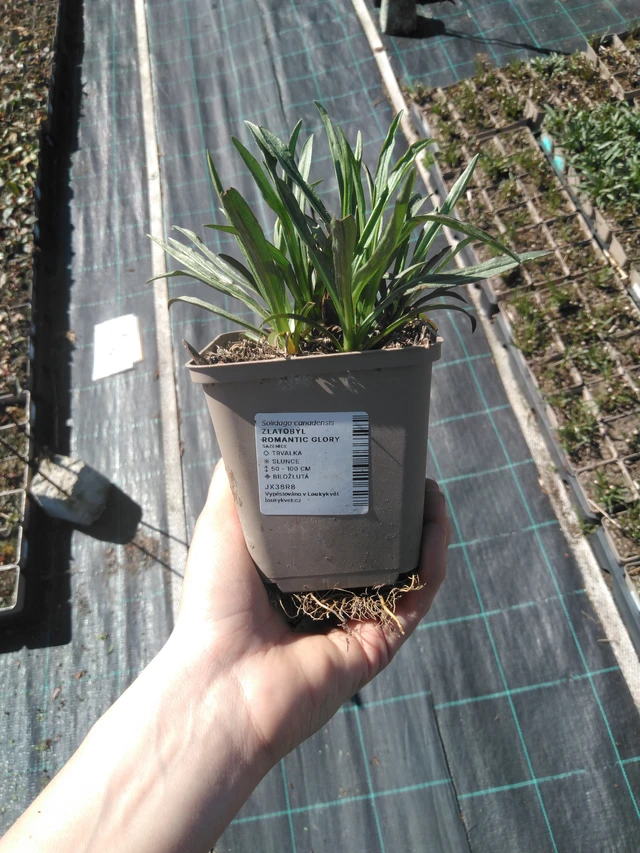 Vara de oro Romantic Glory - 3. 4. 2025