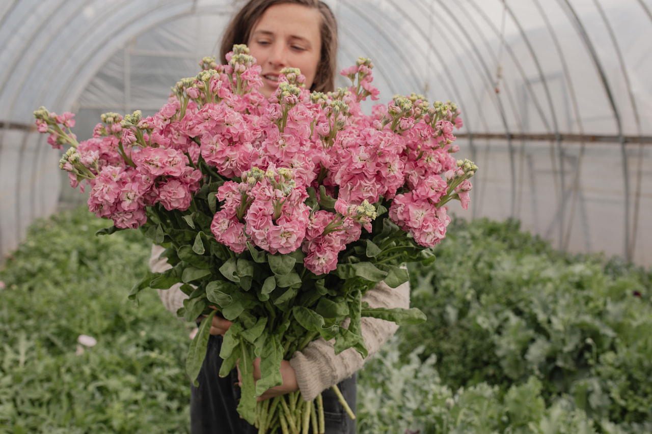 Fiala StoX Rose Pink, Loukykvět