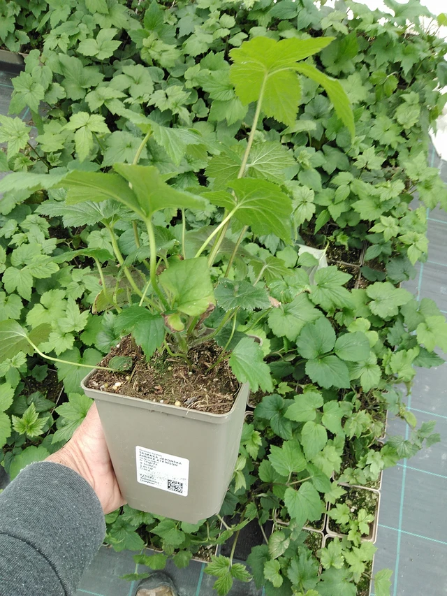 Sasanka japonská Andrea Atkinson - 9. 6. 2025