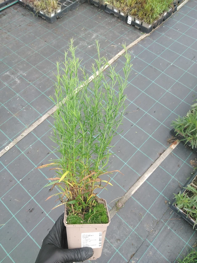 Astra Monte Cassino - 4. 8. 2025