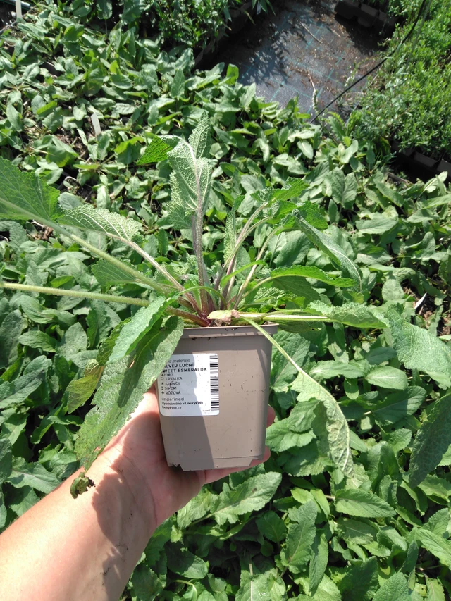 Niittyvirna Sweet Esmeralda - 2024