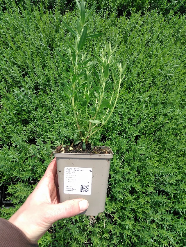 Hisopo officinal Roseus - 9. 6. 2025