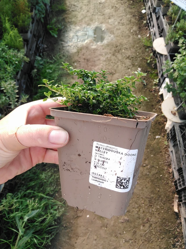 Mateřídouška Doone Valley - 19. 8. 2025