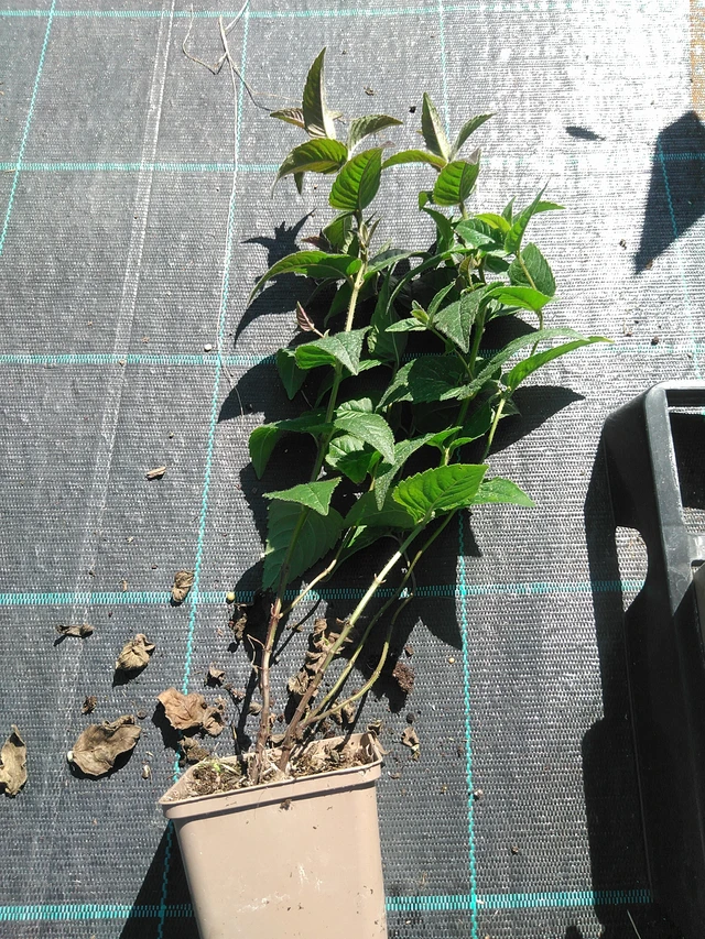 Monarda bradburiana - 19. 8. 2025