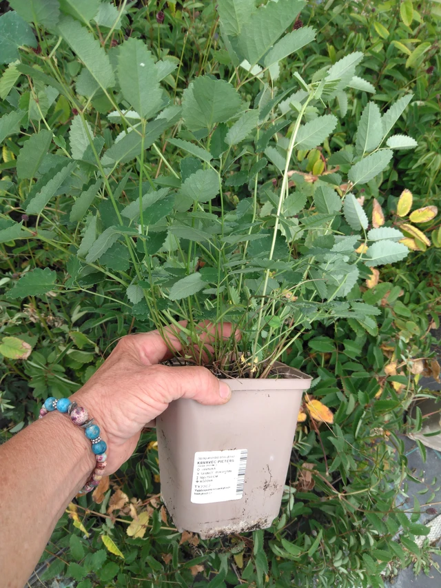 Veriruusuke Pieters - 2024