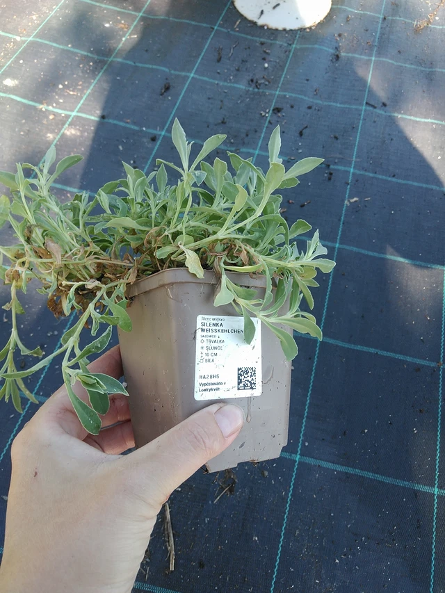 Silenen Weißkehlchen - 19. 8. 2025