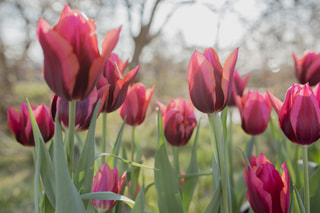 Tulipán Muvota, Loukykvět