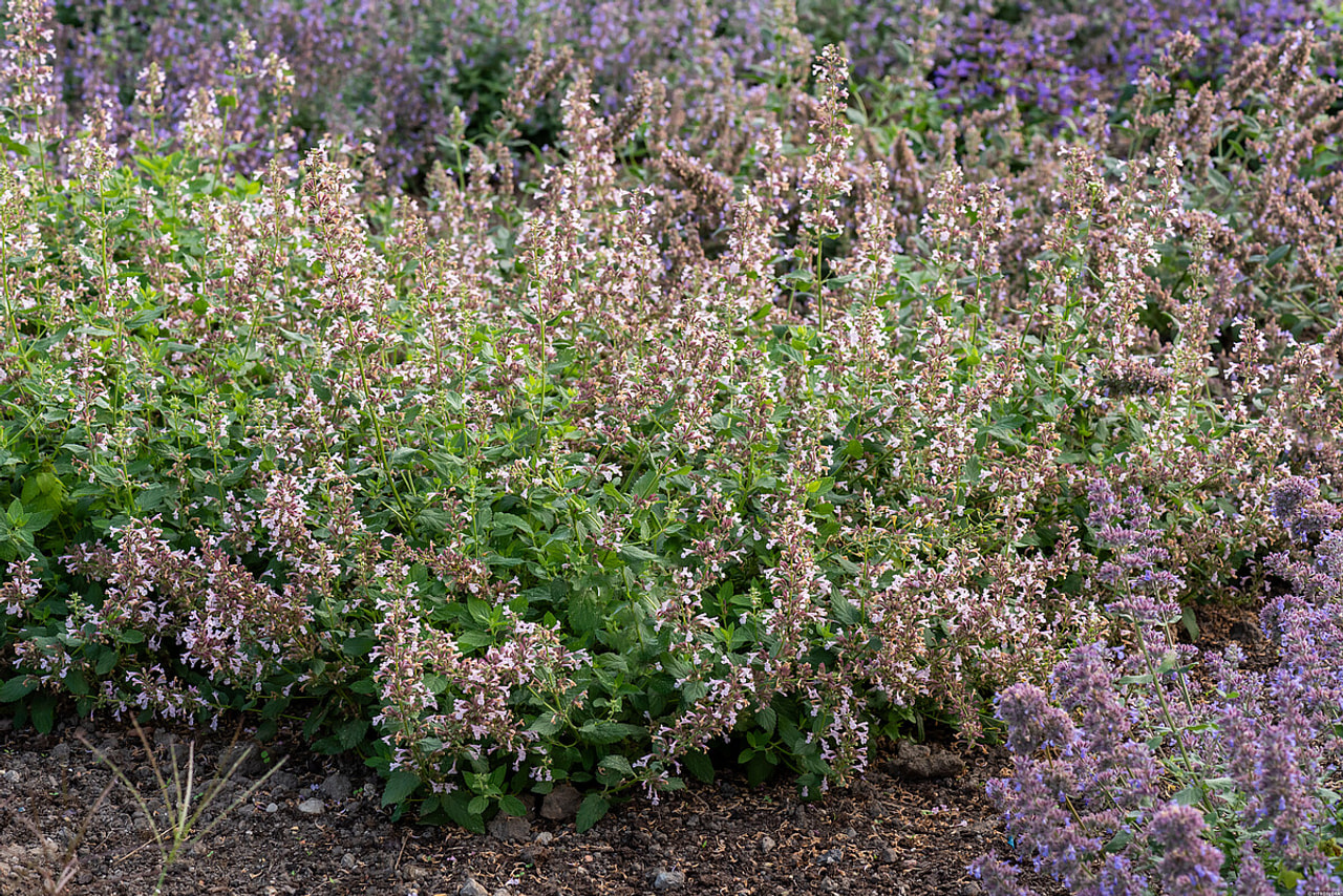 Šanta Dawn to Dusk, Loukykvět