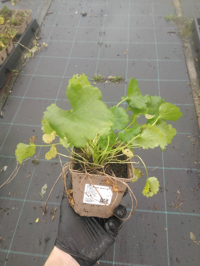 Malesiini Wine Red - 23. 10. 2025