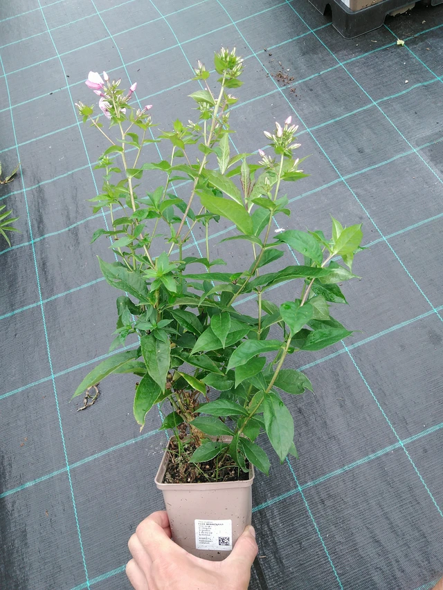 Flox Minnehaha - 28. 7. 2025