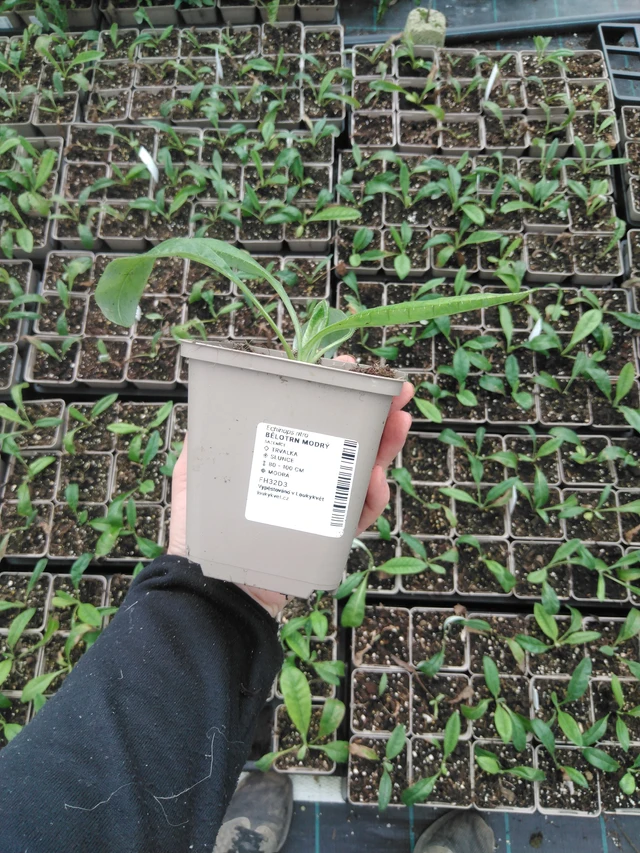 Pallo-ohdake modrý - 2024