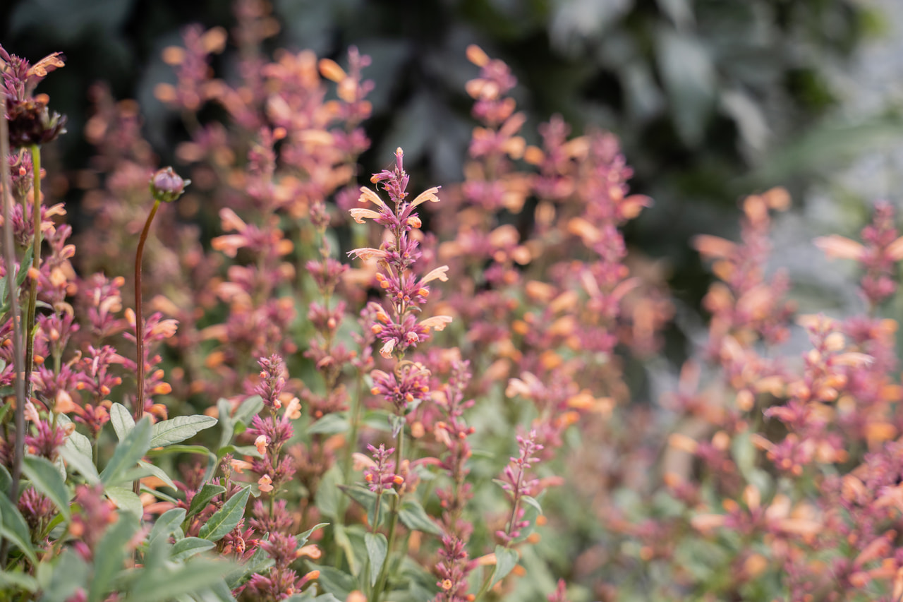 Agastache Mango Tango, Loukykvět