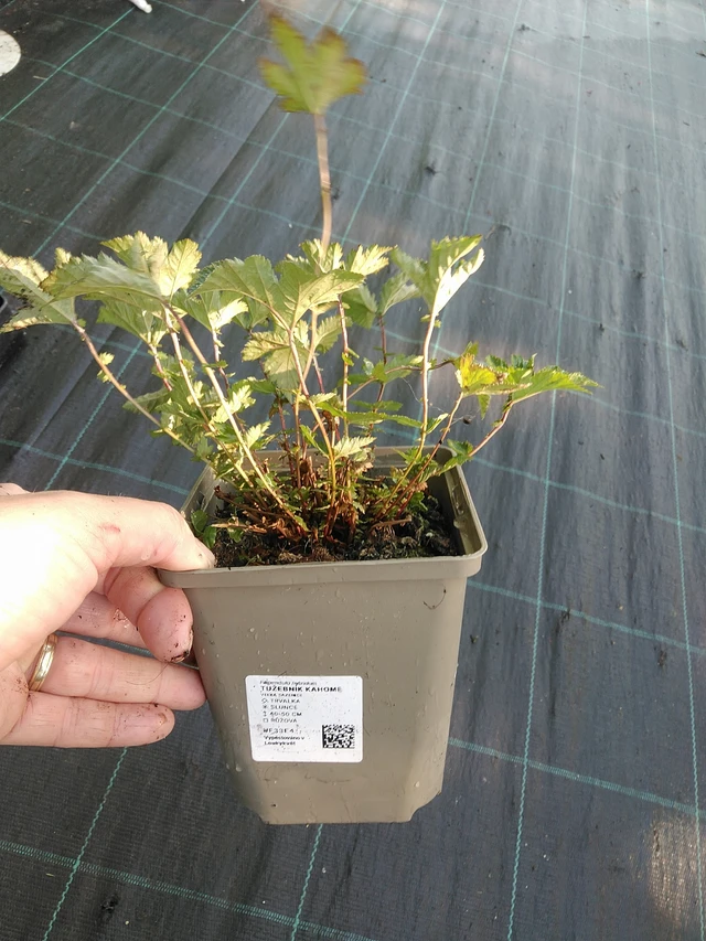 Angervo Kahome - 19. 8. 2025