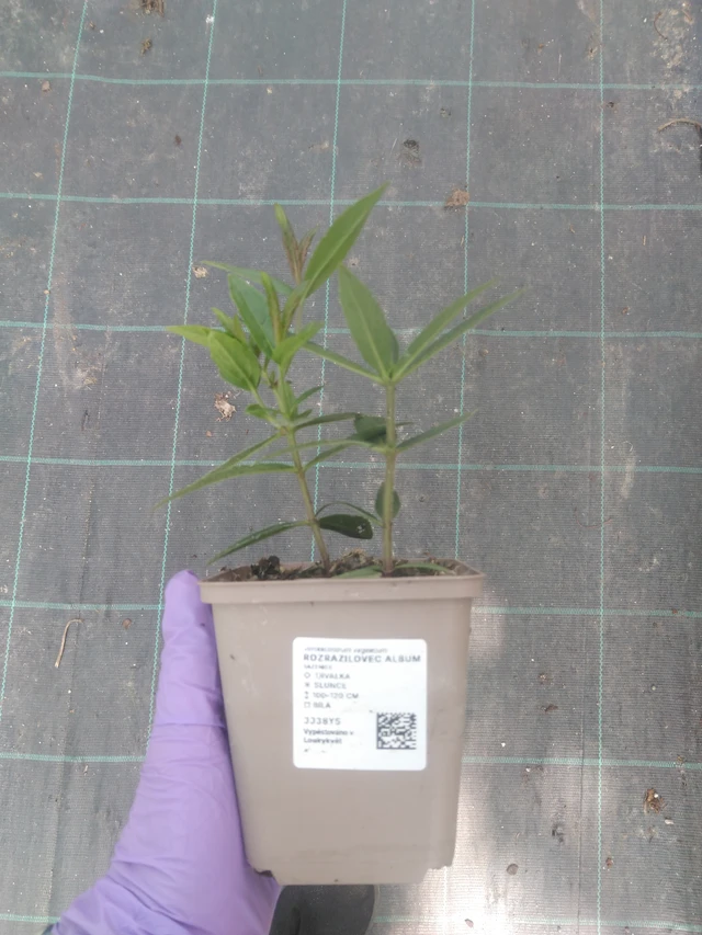 Rozrazilovec Album - 10. 7. 2025