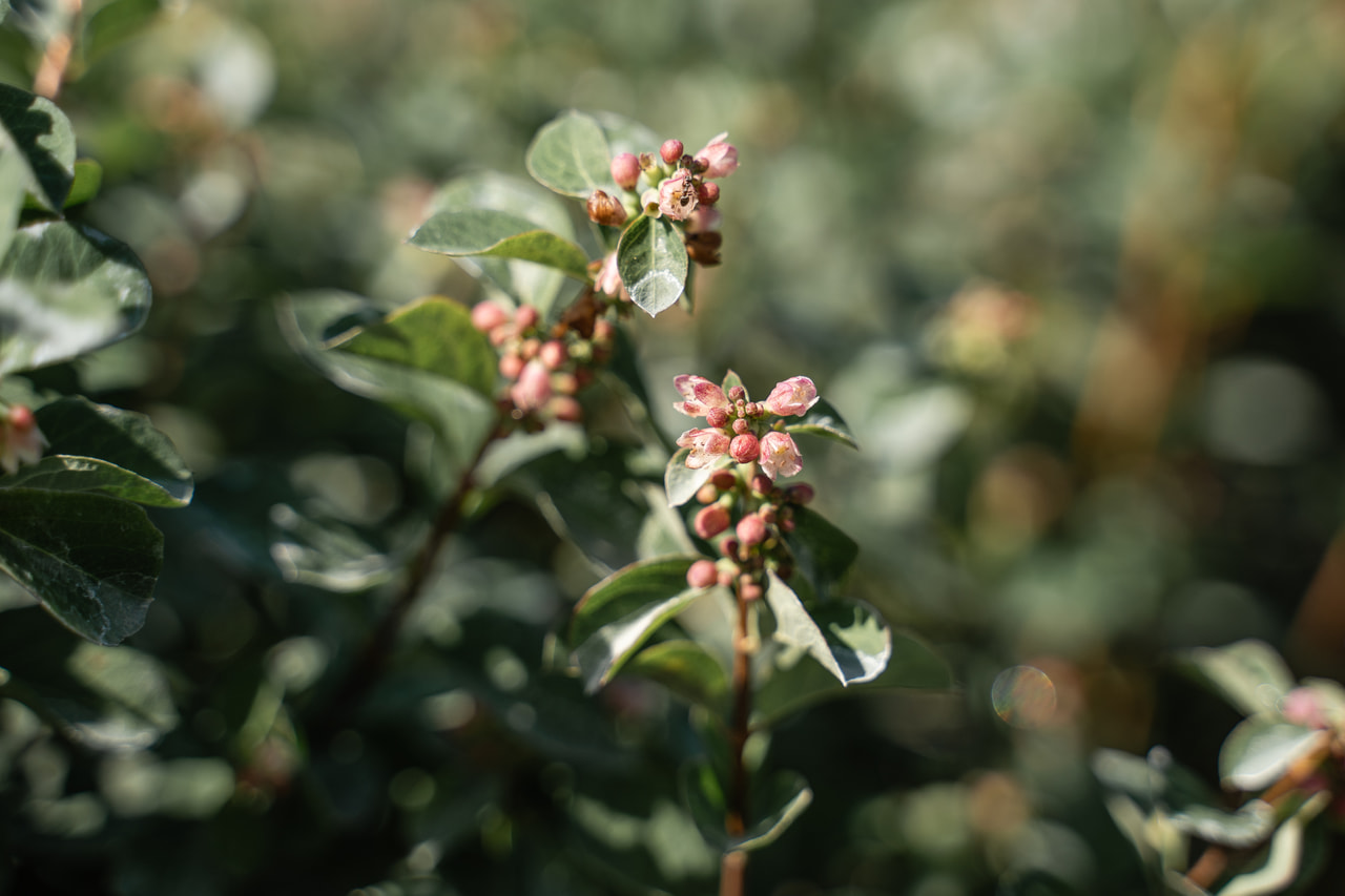 Pámelník Magical Red Riding Hood, Loukykvět