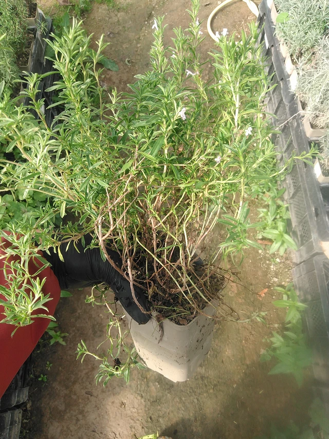 Saturejka horská - 13. 10. 2025