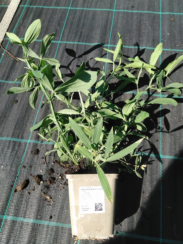 Hajuherne White Pearl - 19. 8. 2025