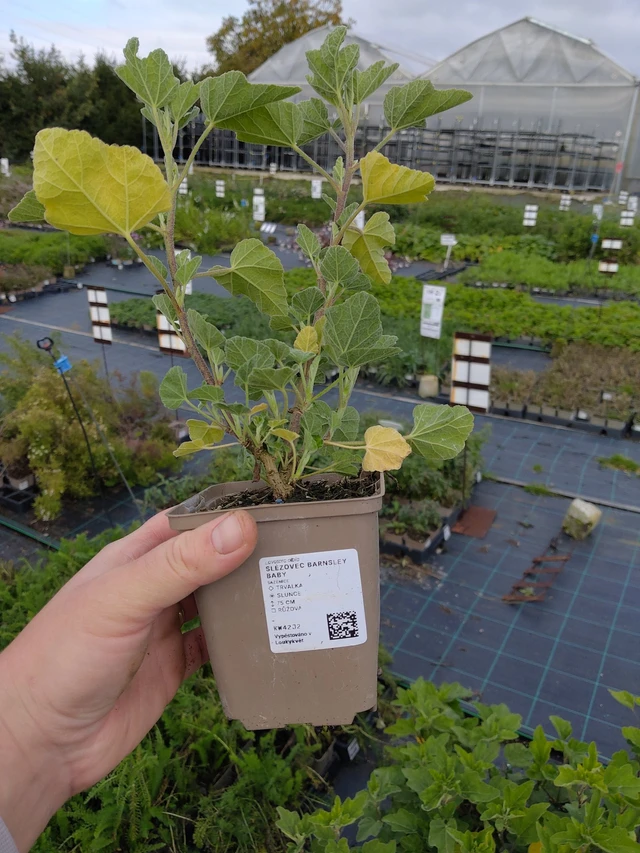 Malva Barnsley Baby - 9. 10. 2025