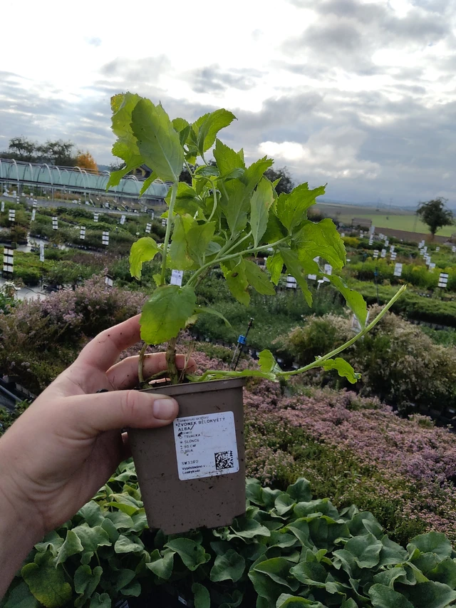 Kellokukka bělokvětý Alba - 9. 10. 2025