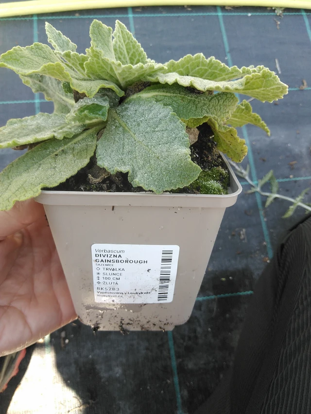 Verbasco Gainsborough - 11. 9. 2025