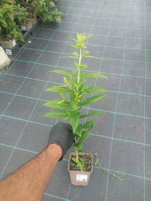 Phlox Duchess of York - 10. 9. 2025