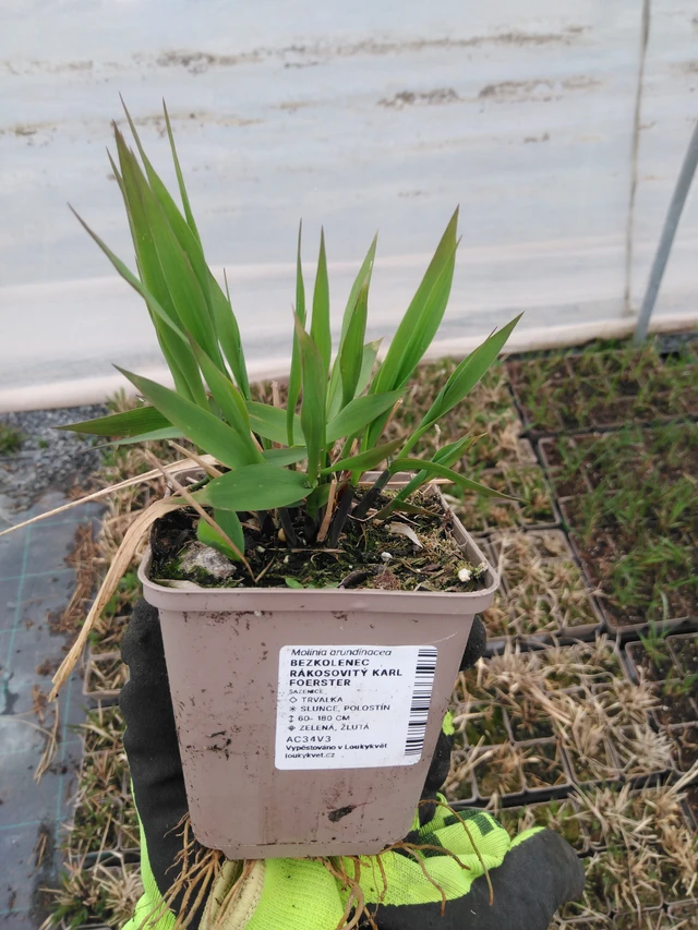 Isosiniheinä Karl Foerster - 8. 4. 2025