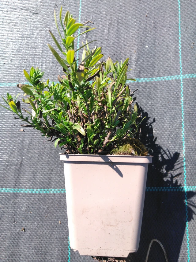 Hyssop lékařský Albus - 3. 4. 2025