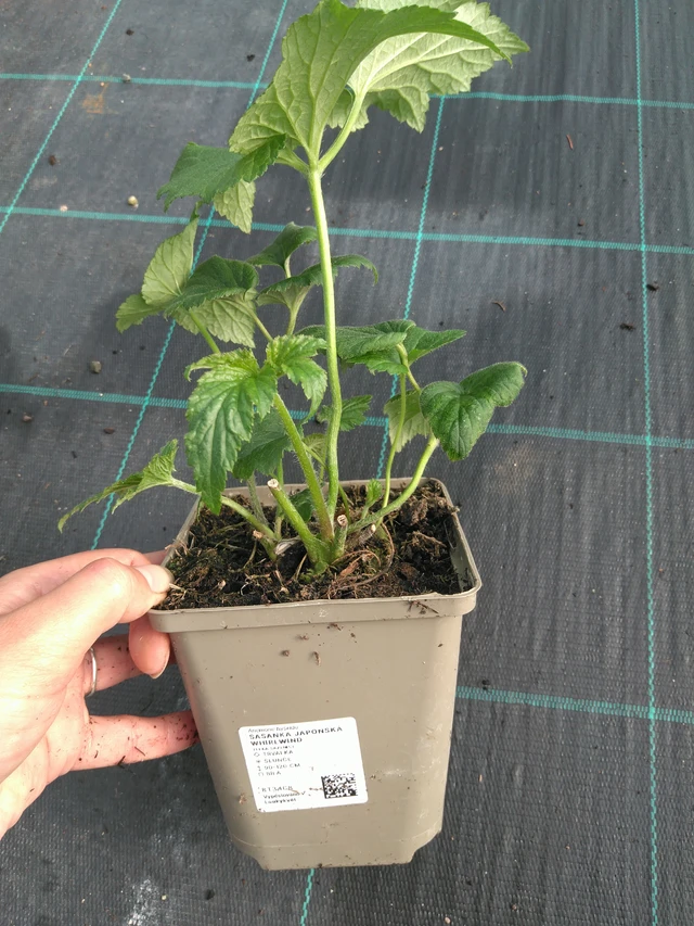 Sasanka japonská Whirlwind - 11. 7. 2025