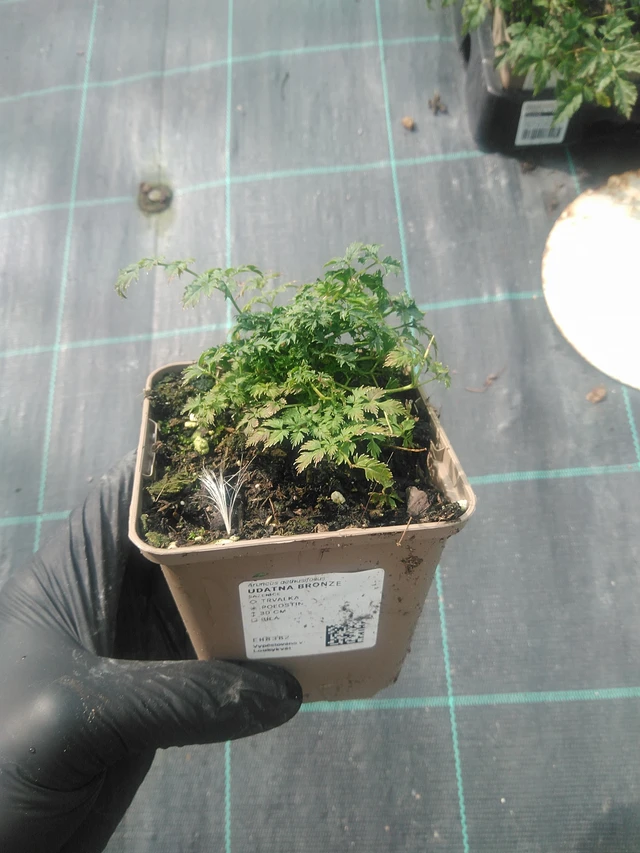 Udatna Bronze - 10. 9. 2025