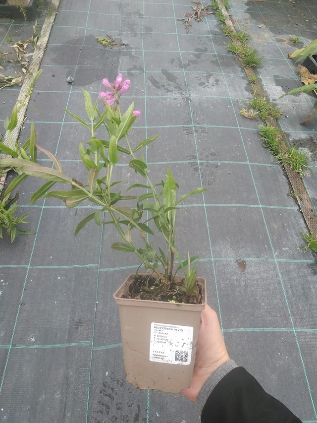 Řetězovka Vivid - 10. 10. 2025