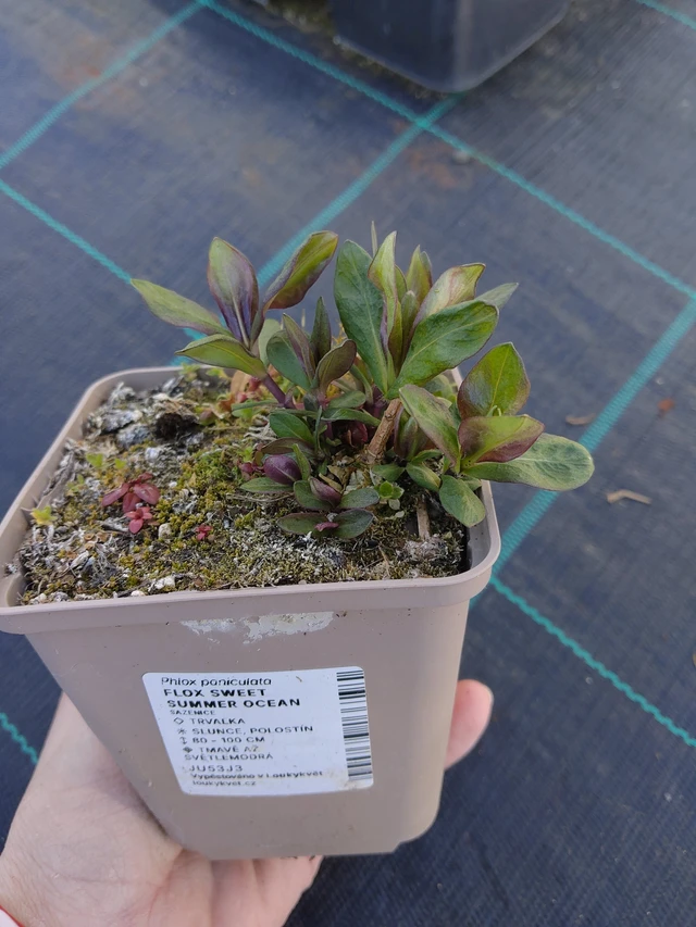 Lángvirág Sweet Summer Ocean - 27. 3. 2026