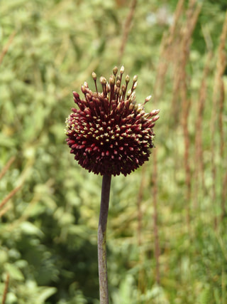 Česnek Red Mohican , Loukykvět