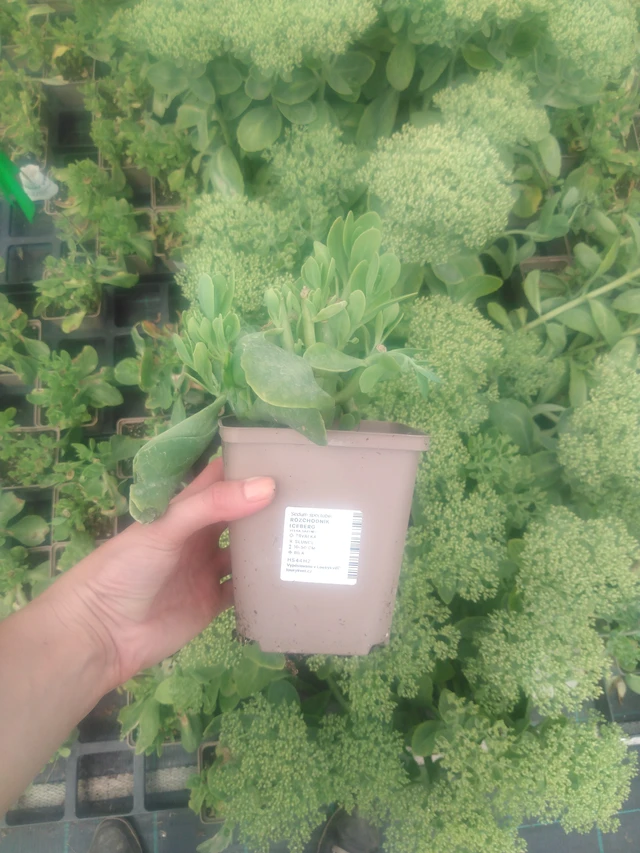 Maksaruoho Iceberg - 2024