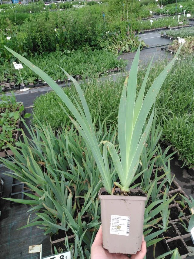 Kosatec English Cottage - 2024