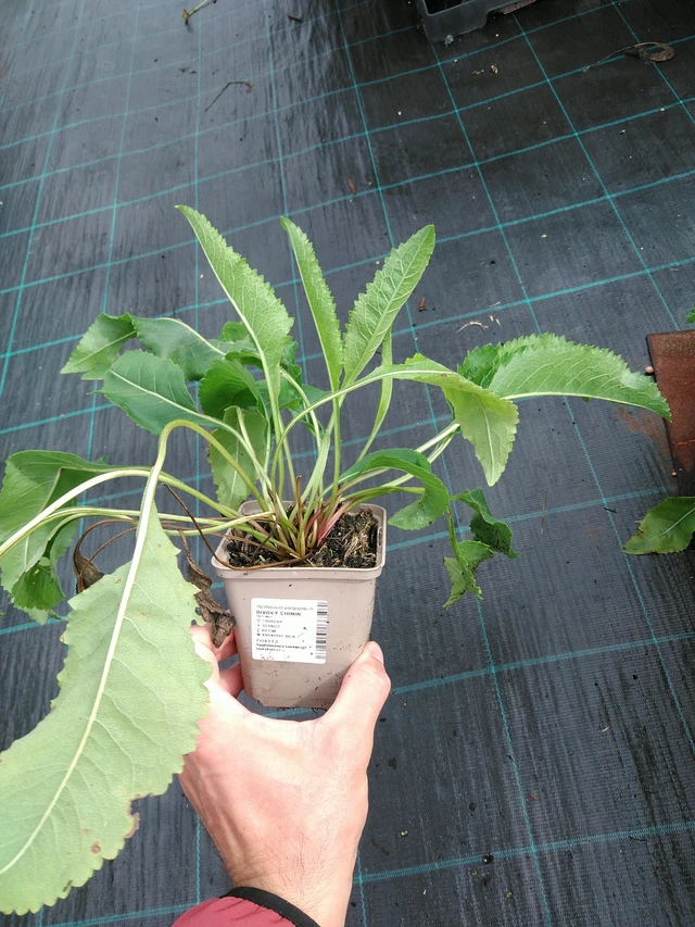 Villi kiina - 28. 7. 2025