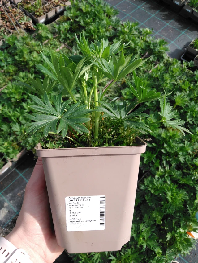 Oměj horský Album - 2024