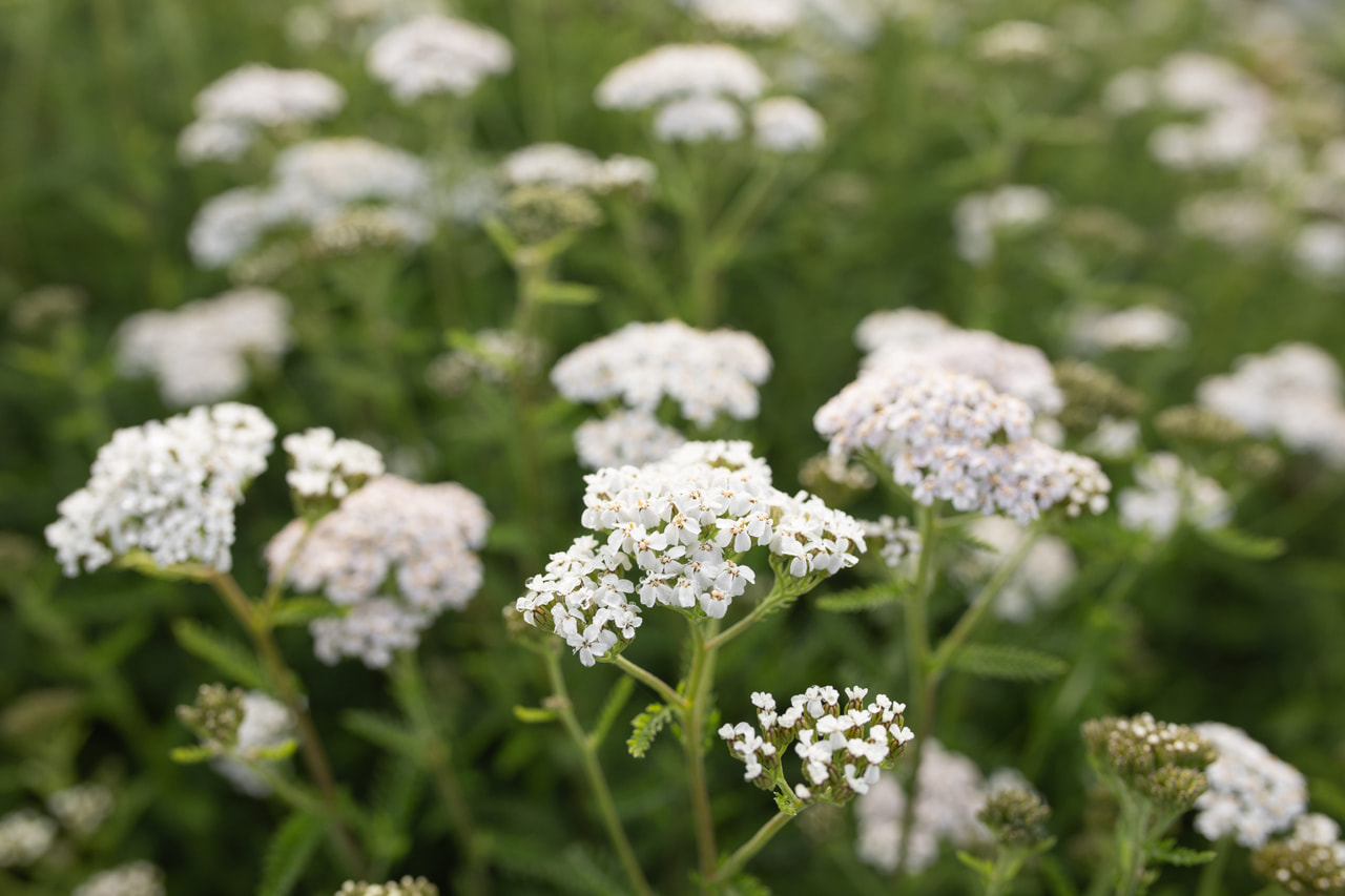 Řebříček White Beauty, Loukykvět