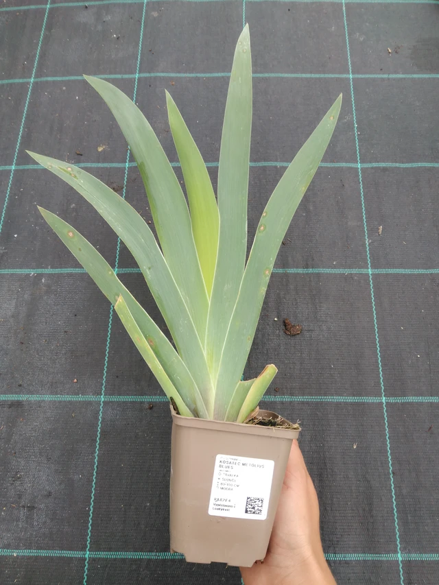 Iiris Metolius Blues - 10. 9. 2025