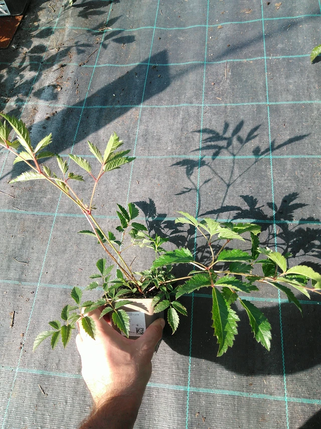 Astilbe Cattleya - 19. 8. 2025